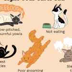 cat depression. What to do?