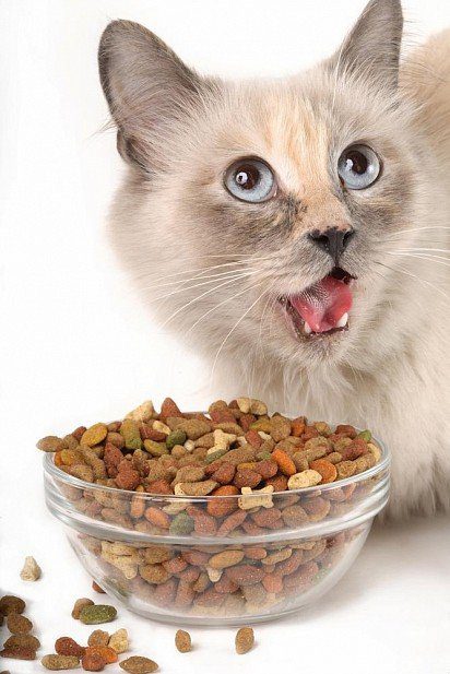 Cat food classes: lists, ratings, differences, prices