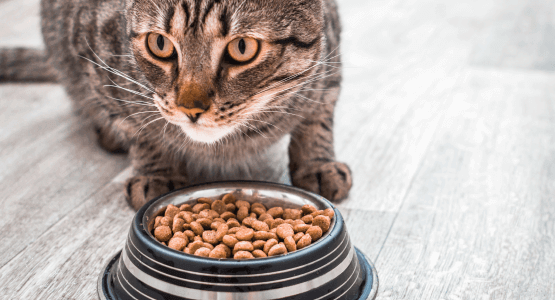 Klase hrane za mačke: liste, ocjene, razlike, cijene