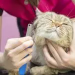 Cat Grooming