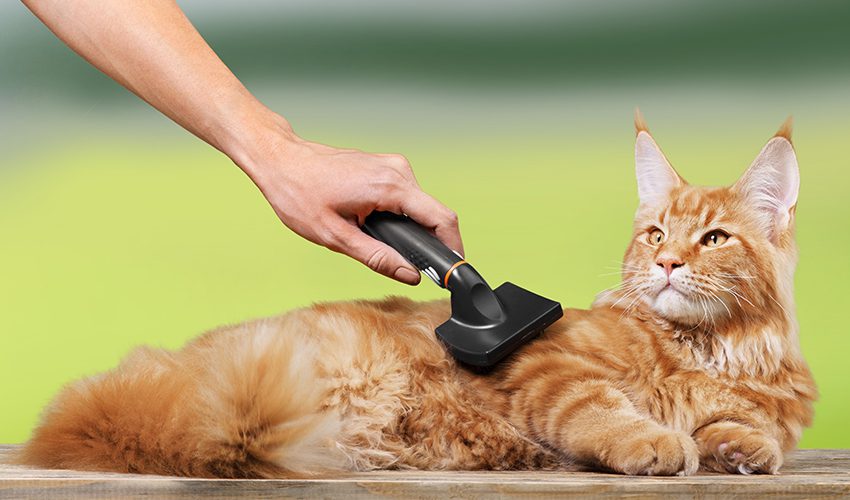 Cat grooming tools