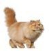 Szőrtelen macskák: fajták és jellemzők