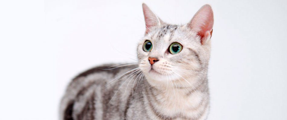 Cat language: how to understand a pet