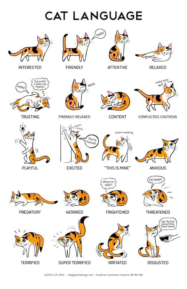 Cat language: how to understand a pet
