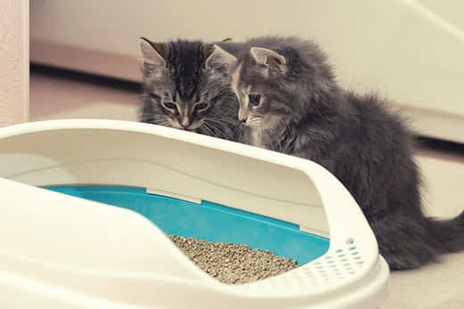 Cat litter: which one to choose?