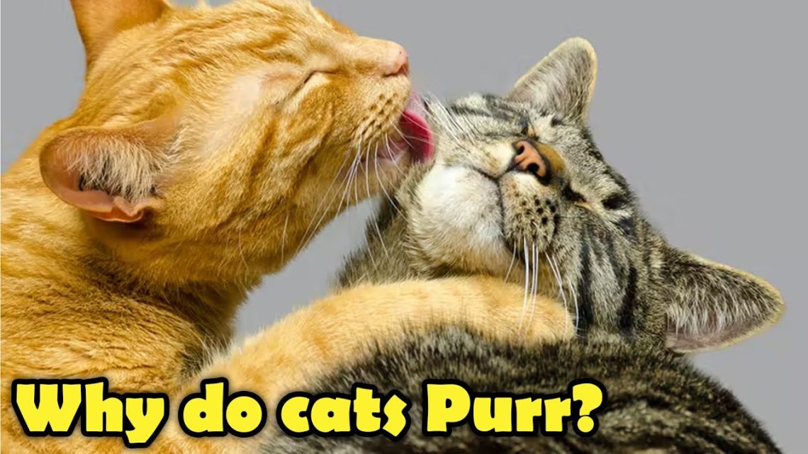Cat Magic: 10 Facts About Purrs That Will Surprise You!