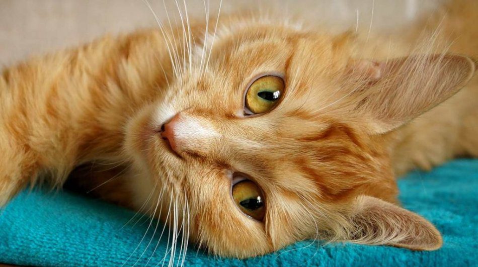 Cat Magic: 10 Facts About Purrs That Will Surprise You!