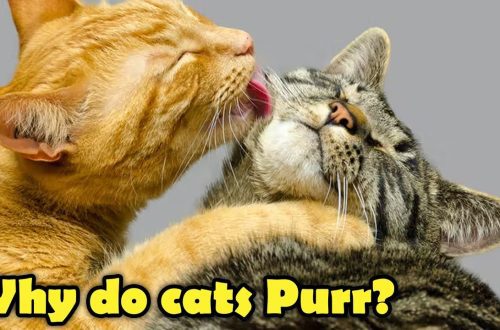 Cat Magic: Сизди таң калтыра турган Пуррлар жөнүндө 10 факт!
