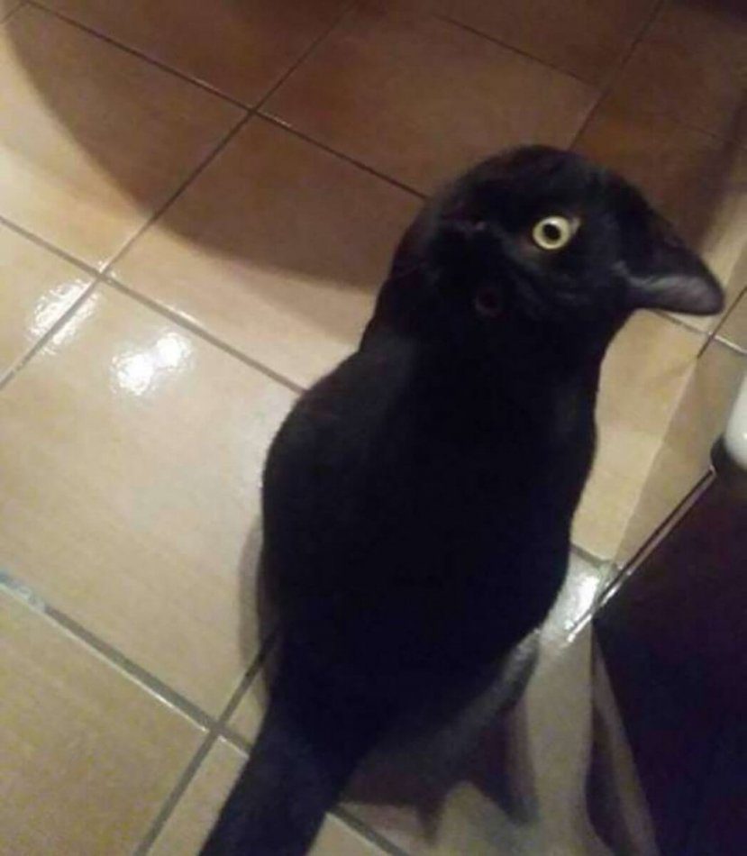 Cat or crow? Here is a photo that drives everyone crazy!