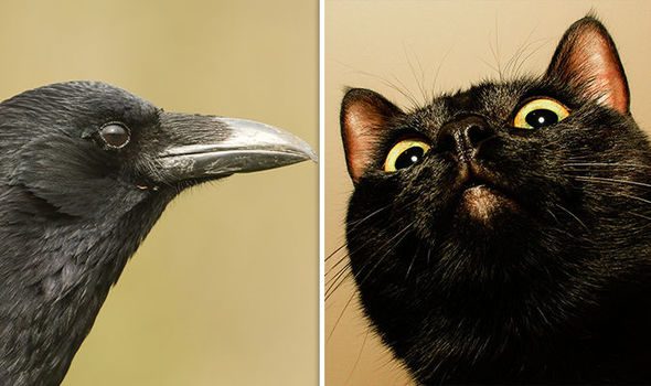 Cat or crow? Here is a photo that drives everyone crazy!