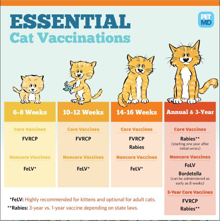 Cat vaccination schedule