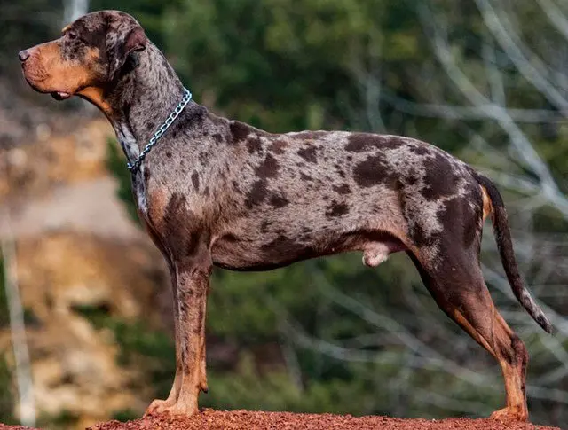 Catahoula Leopard Dog