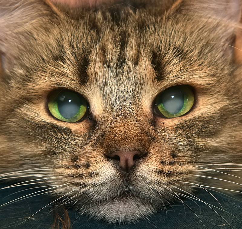 Cataracts in cats - symptoms and treatment