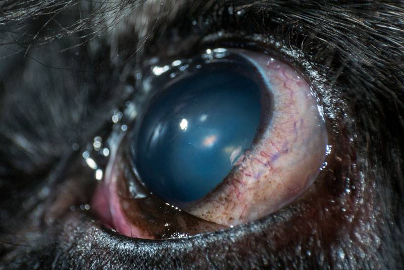 Cataracts in Dogs - Signs and Treatment