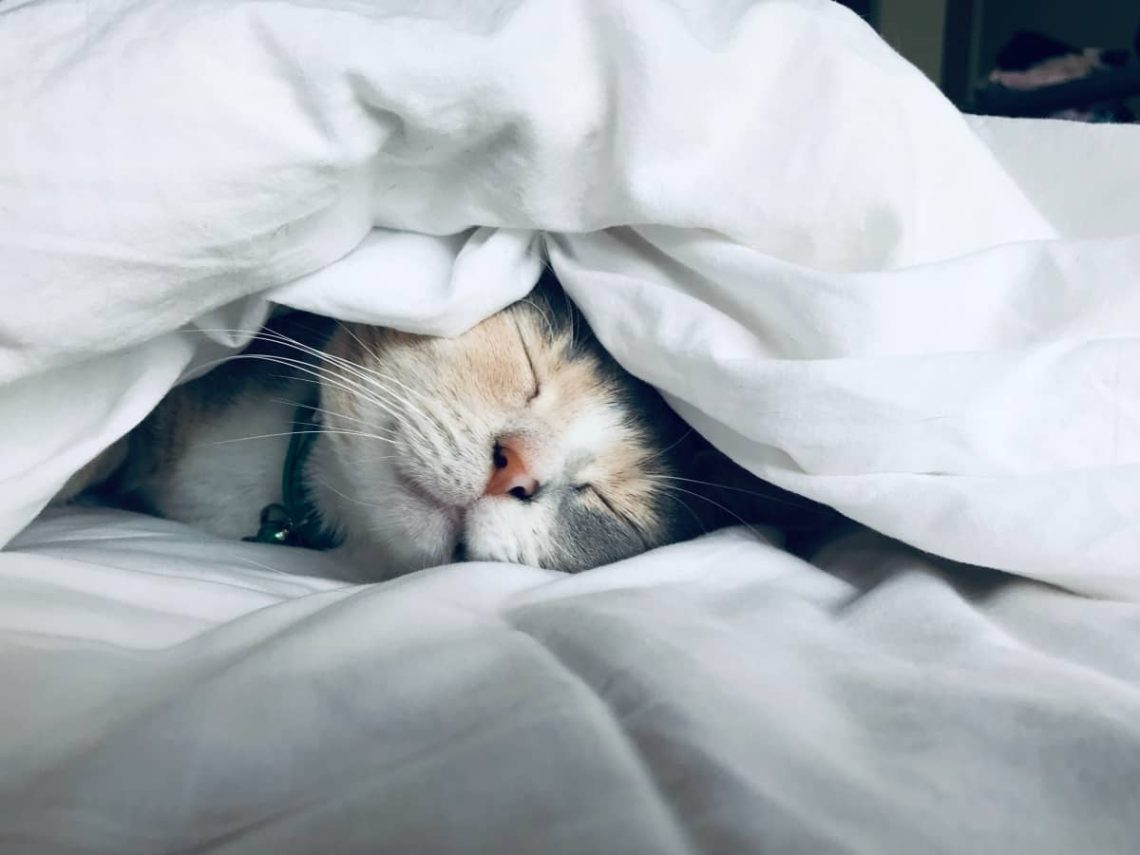 Cats and sleep: 5 interesting facts