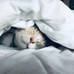 Cats and sleep: 5 interesting facts