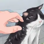 Cat’s tangles. What to do?