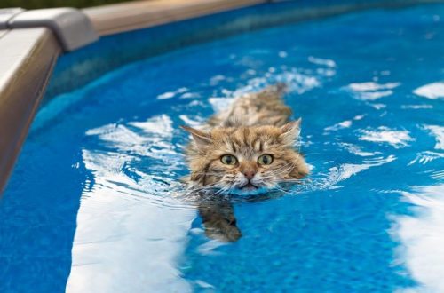 Cats that love to swim