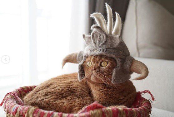 Cats wear hats made from their own fur. Look how beautiful and unusual it is!