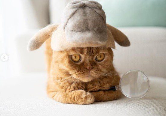 Cats wear hats made from their own fur. Look how beautiful and unusual it is!
