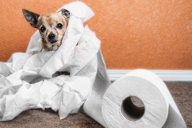 Causes and Treatment of Non-Infectious Diarrhea in Dogs