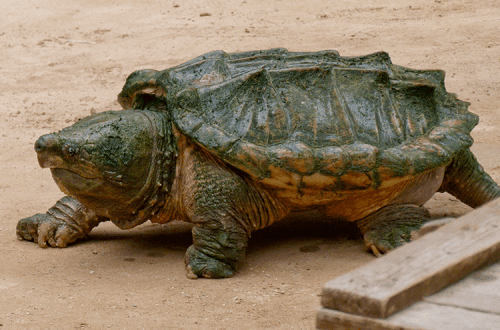 Cayman turtle