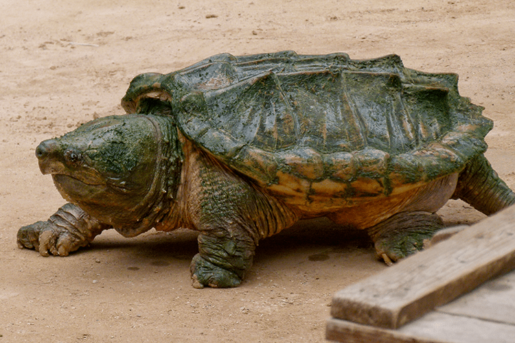 Cayman turtle