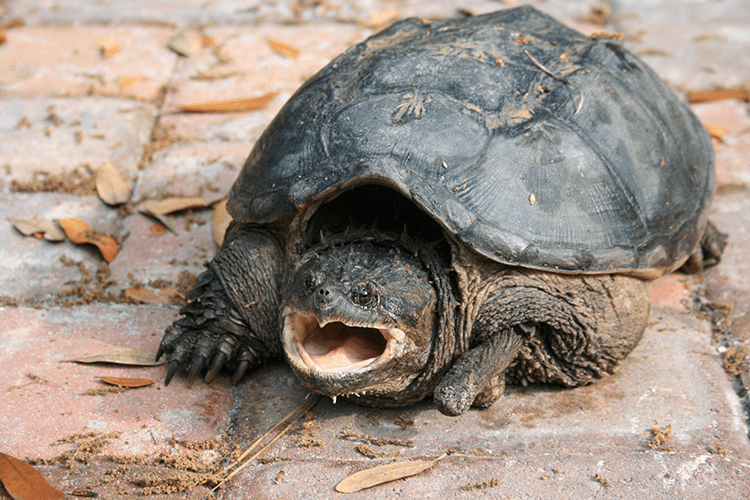 Cayman turtle