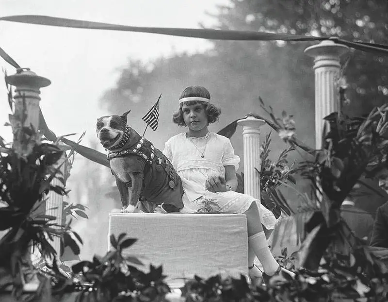 famous american pit bull sergeant stubby