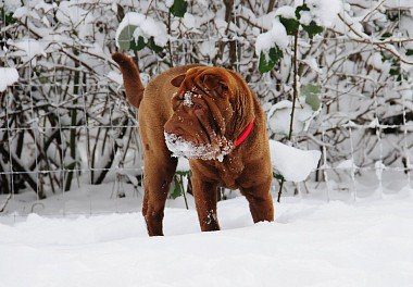 Shar Pei in the snow
