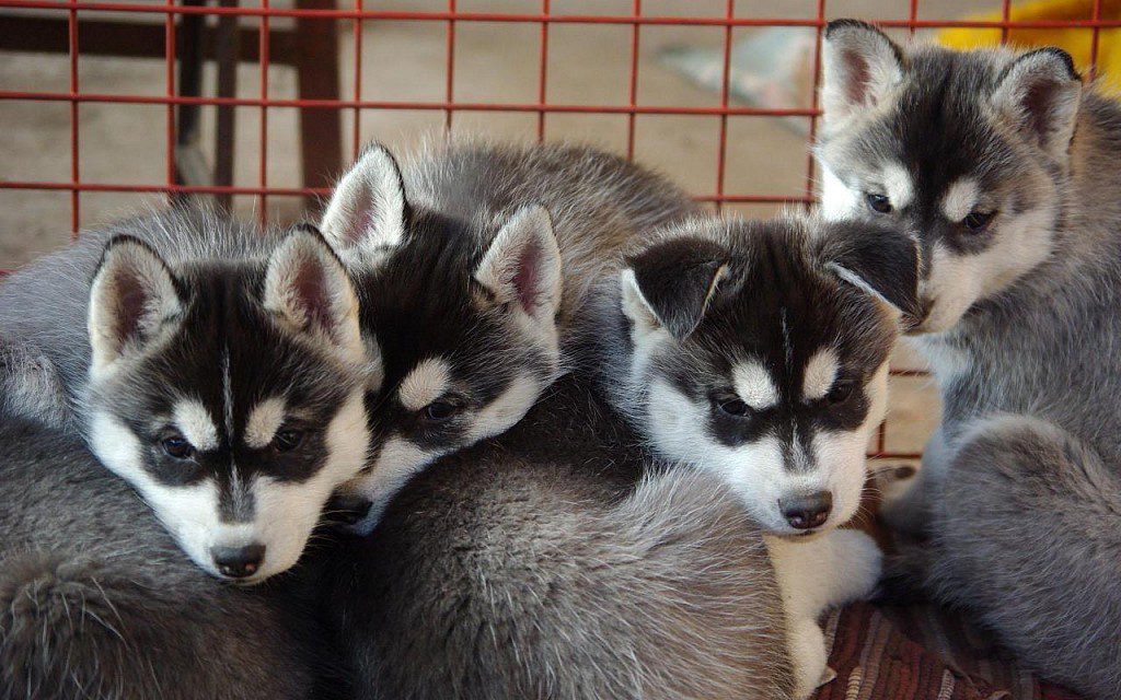 Plush pomsky puppies