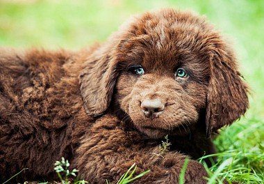Brown Newfoundland Dog puppy