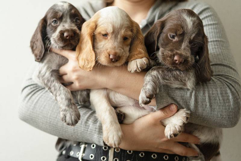 Russian Spaniel three puppies