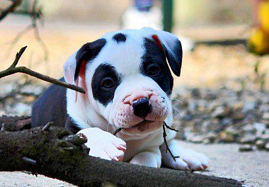 Staffordshire Bull Terrier Puppy