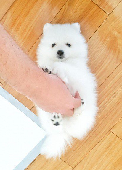 fluffy cutie