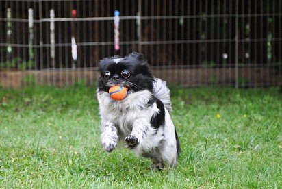 Japanese chin playing with a ball