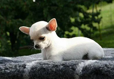 Chihuahua