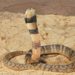 Collared cobra