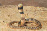 Central Asian cobra