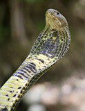 Central Asian cobra