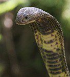 Central Asian cobra