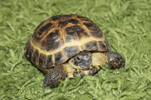 Central Asian tortoise