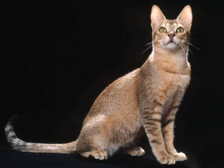 Ceylon cat
