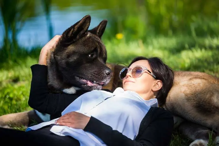 American Akita is an excellent guard