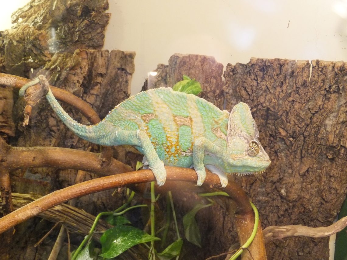 Chameleon calyptatus (Yemeni chameleon)