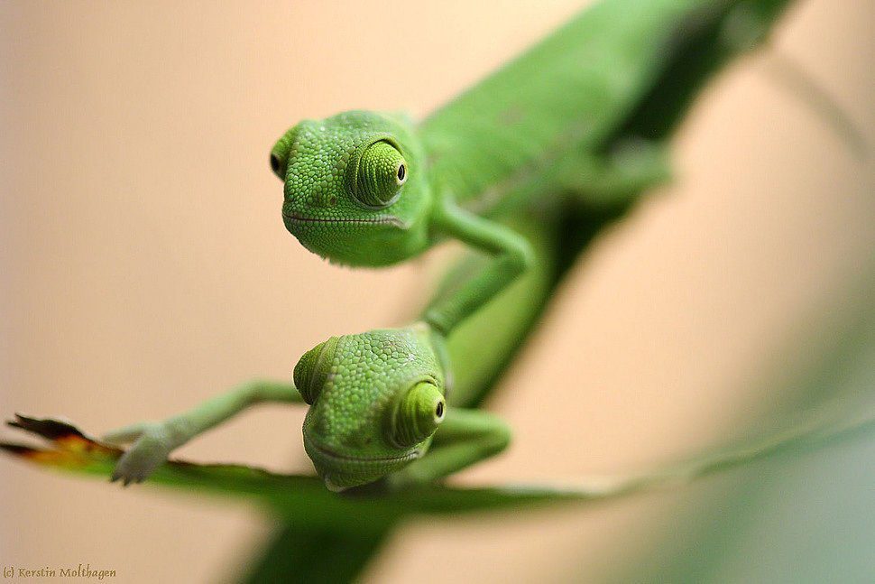 Chameleon calyptatus (Yemeni chameleon)