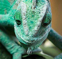 Chameleon Yemeni