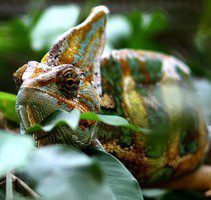 Chameleon Yemeni