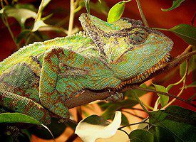 Chameleon Yemeni