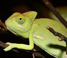 Chameleon Yemeni